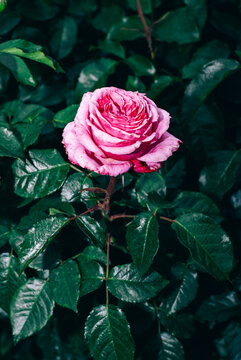 花びらが美しく光るピンクの薔薇