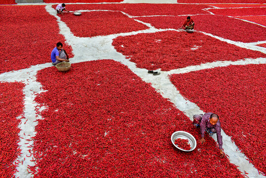 Bogura, Bangladesh - 27 January 2017: View of workers sorting and spreading red chili peppers across large drying fields under bright daylight.