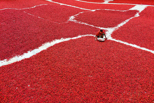 Bogura, Bangladesh - 27 January 2017: View of a worker sorting red chili peppers spread out to dry in large rectangular sections under the sun.
