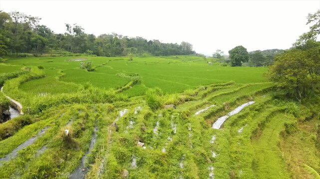 Aerial view of a farmer walking on paths through beautifully patterned green rice fields.