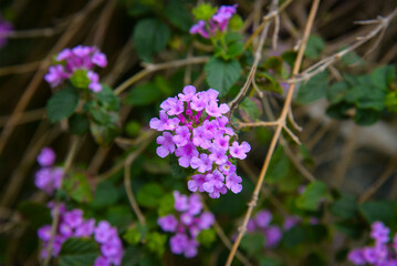 Fototapeta premium Purple Lantana camara flowers blooming in a tropical Vietnamese garden, surrounded by green leaves and natural outdoor background.