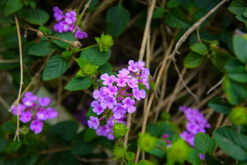 Obraz premium Purple lantana flowers growing among garden leaves in Vietnam, captured with soft natural light and a wild floral background.