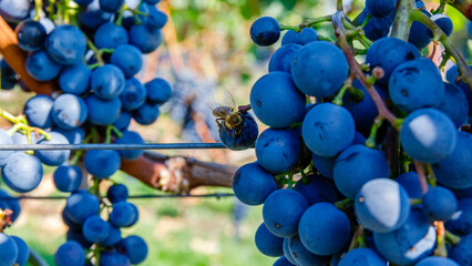 Bees collecting nectar from grapes in a vineyard during sunny daytime in late summer © Fleuronica
