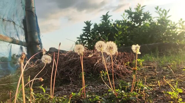 Close-up of dandelions under warm sunlight with green foliage and blue sky in the background, symbolizing nature's beauty and renewal