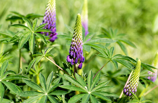 Purple lupine flowers with palmate green leaves growing outdoors in a sunlit garden setting