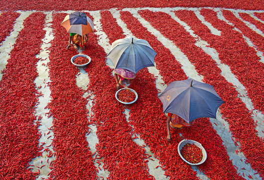 Bogura, Bangladesh - 12 February 2017: View of women with umbrellas sorting red chili peppers drying in long rows under the sun.