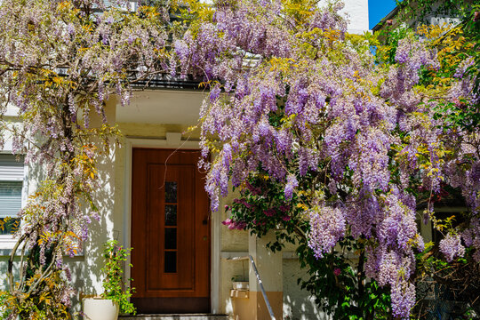 Wisteria On House Images  Browse 6,605 Stock Photos, Vectors, and Video |  Adobe Stock