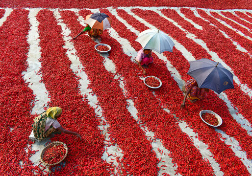 Bogura, Bangladesh - 12 February 2017: View of women with umbrellas sorting red chili peppers drying in long rows under the sun.