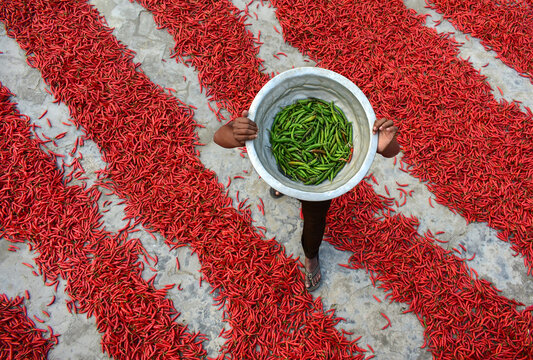 Bogura, Bangladesh - 12 February 2017: View of a worker carrying a bowl of green chilies while walking over rows of red chilies drying in the sun.