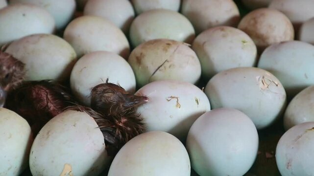 Newborn duckling emerging from egg shell in hatchery incubator. Perfect for themes of birth, agriculture, poultry farming, and new life
