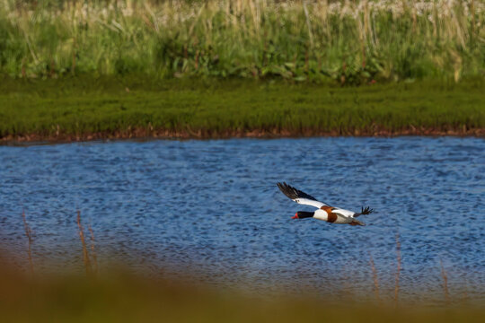 Common Shelduck (Tadorna tadorna)