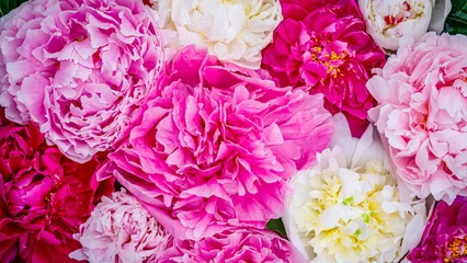 Fototapeten Pink Bright flowers arranged together showcase a variety of colors and shapes in a close-up view during daytime  © Fleuronica