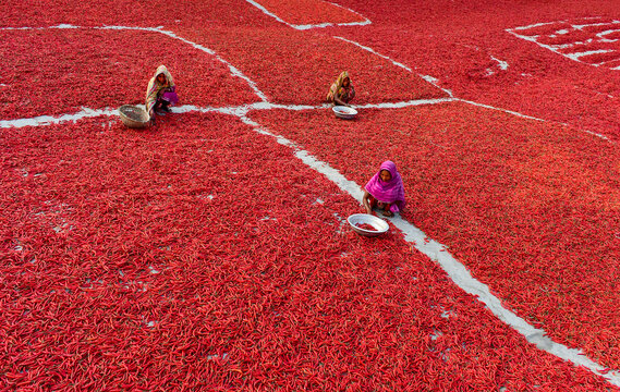 Bogura, Bangladesh - 13 February 2017: View of women sitting and sorting red chilies spread out to dry on the ground under the bright sun.
