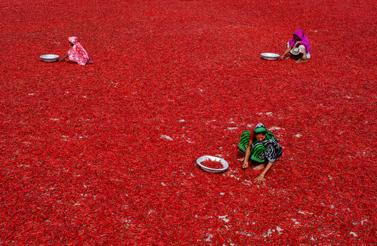 Bogura, Bangladesh - 22 February 2017: View of women working in a vast field of red chili peppers spread out to dry under the sun, using metal bowls to sort the harvest.