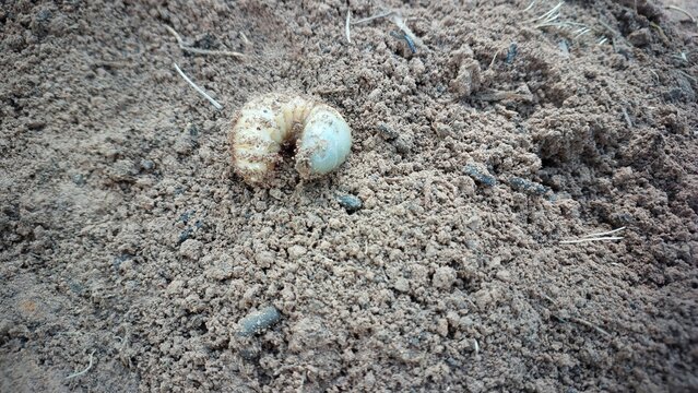 White grub crawling and digging into the loose dirt to hide