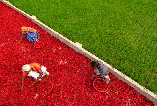 Bogura, Bangladesh - 13 March 2018: View of workers sorting and drying red chili peppers on a large drying floor next to a lush green rice field.