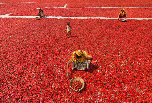 Bogura, Bangladesh - 12 March 2018: View of workers and a child among vast carpets of red chili peppers drying in the sun.