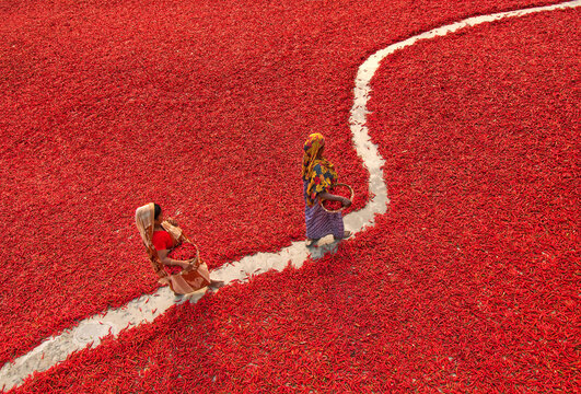 Bogura, Bangladesh - 13 March 2018: View of two women walking along a narrow path through a vast field of red chili peppers drying in the sun.