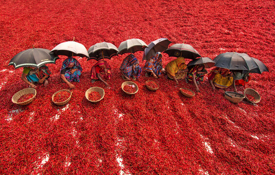 Bogura, Bangladesh - 13 March 2018: View of women workers sitting under umbrellas while sorting red chilies in a vast drying field.
