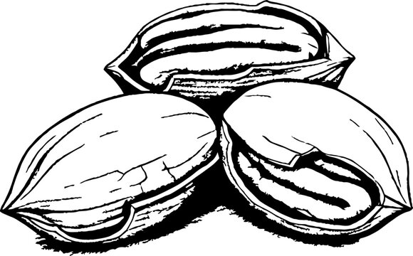 Group of pecans in shell and partially cracked