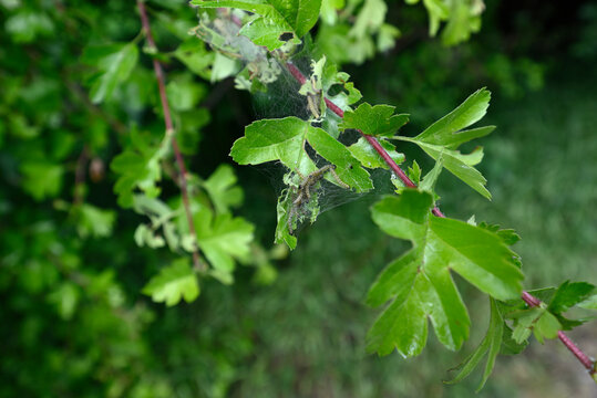 Caterpillars of ermine moth. Net on hawthorn with caterpillars of an ermine moth. Blurred background.