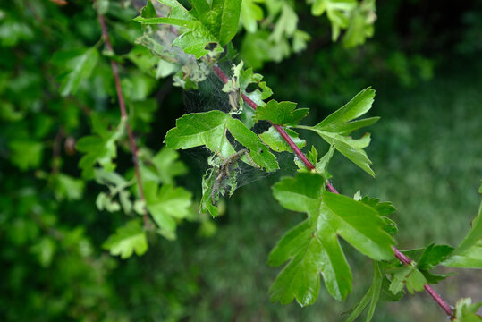 Caterpillars of ermine moth. Net on hawthorn with caterpillars of an ermine moth. Blurred background.