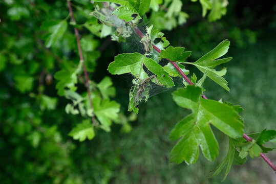 Caterpillars of ermine moth. Net on hawthorn with caterpillars of an ermine moth. Blurred background.