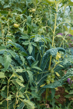Lush garden bed with kale and unripe tomatoes growing together