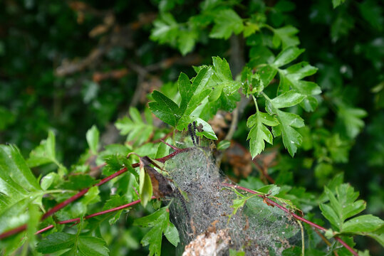Caterpillars of ermine moth. Net on hawthorn with caterpillars of an ermine moth. Blurred background.