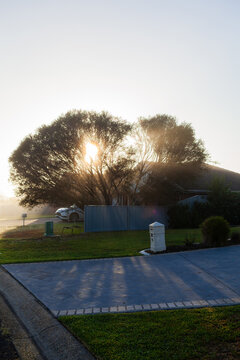 Rays of morning light streaming through mist between tree beside suburban home