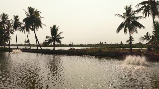 wide shot of tropical prawn aquaculture pond with rotating paddle wheel aerator splashing water at golden sunset surrounded by tall coconut palm trees