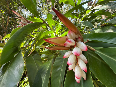 Shell ginger (lat.- Alpinia zerumbet)