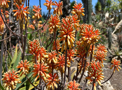 Nubian Aloe (Aloe camperi)