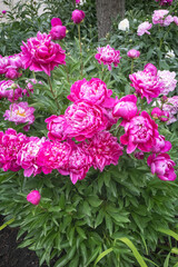 Obraz premium Magenta Pink and White Peonies Garden