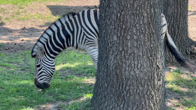 zebra eating grass