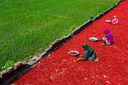 Bogura, Bangladesh - 22 February 2017: View of women drying vibrant red chili peppers on the ground next to a lush green rice paddy field.