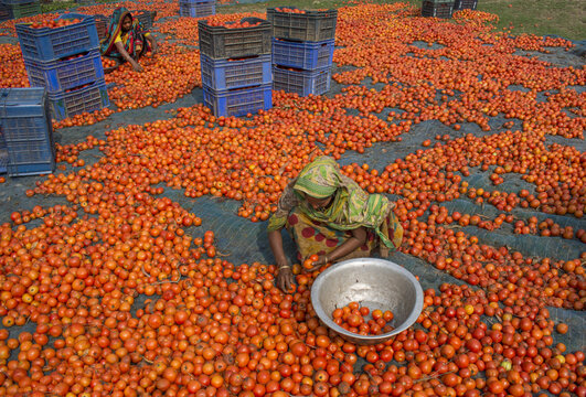 Bogura, Bangladesh - 02 March 2018: View of women sorting a large harvest of ripe red tomatoes spread on a blue tarp with stacked plastic crates in the background.