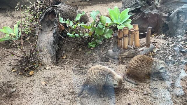 Two common meerkats Suricata suricatta searching for food on sandy ground beside succulent plants in arid habitat. Small mongooses native to deserts and dry savannas of southern Africa.