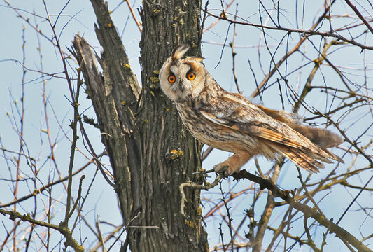 Close-up of a Long-eared Owl (Asio otus) perched on a branch, looking directly at the camera.