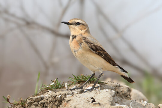 A female Northern Wheatear (Oenanthe oenanthe) perched on a stone, isolated on a blurred background.