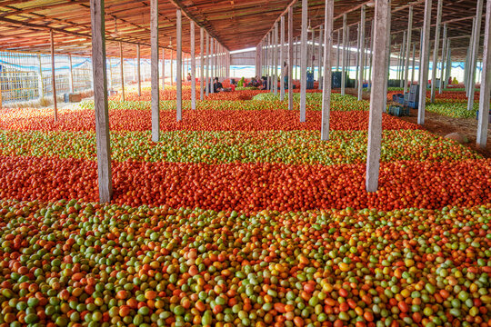 Bogura, Bangladesh - 25 May 2024: View of vast quantities of red and green tomatoes spread across the floor of a warehouse with workers sorting produce under a wooden roof.