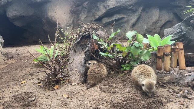 Two common meerkats Suricata suricatta searching for food on sandy ground beside succulent plants in arid habitat. Small mongooses native to deserts and dry savannas of southern Africa.