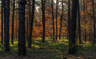 Obraz premium Morning walk through the forest flooded with sunlight. Nature tourism.