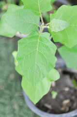 Obraz premium Yellow berried nightshade or eggplant or Solanaceae, Solanum virginianum L or Solanum xanthocarpum Schrad and Wendl or Thai Eggplant