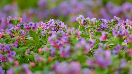 Obraz premium Floral background with spring Lungwort flowers. Lungwort ( Latin- Pulmonaria ) is a genus of low-growing perennial herbaceous plants of the Boraginaceae family. Natural wallpaper