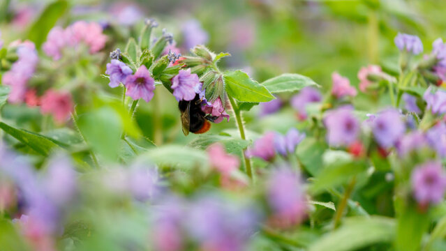 Bumblebee collects nectar on the flowers of honeydew, a wild medicinal plant. Natural wallpaper. Pulmonaria saccharata, the Bethlehem lungwort or Bethlehem sage