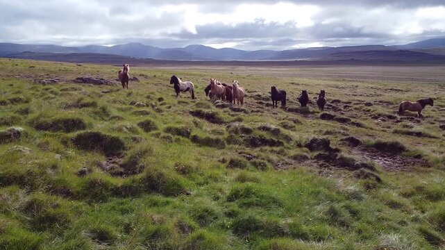 Push In Shot on Herd of Horses in North Iceland