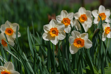 Obraz premium Blooming daffodils with an orange center in a spring garden. Narcissus ( Latin- Narcissus ) is a genus of monocotyledonous plants from the Amaryllis family