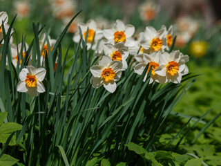 Fototapeta premium Blooming daffodils with an orange center in a spring garden. Narcissus ( Latin- Narcissus ) is a genus of monocotyledonous plants from the Amaryllis family