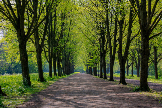 Spring landscape, Nature gravel pathway through the wood, Lush young green leaves on the tree, Rows of big trees tunnel along the walkways, Amsterdamse Bos (Forest) Amsterdam, Amstelveen, Netherlands.